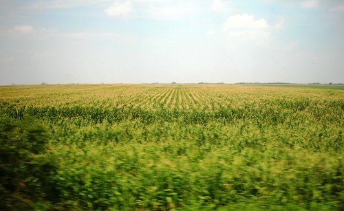 Eternal Cornfields