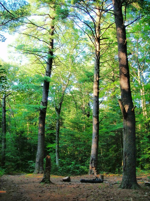 Three Forest Sisters