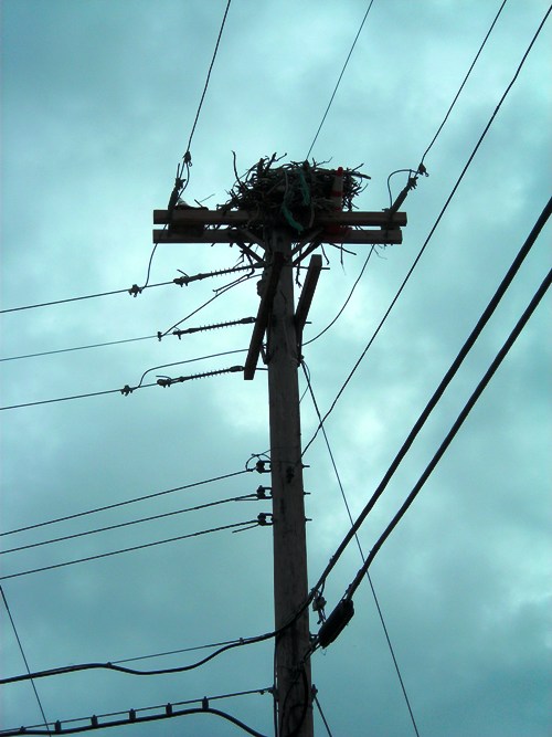 Mama Osprey's Decor: NIKON COOLPIX L3 1/460 sec f 4.6 Flash: Not Fired 50 Mama Osprey's Decor