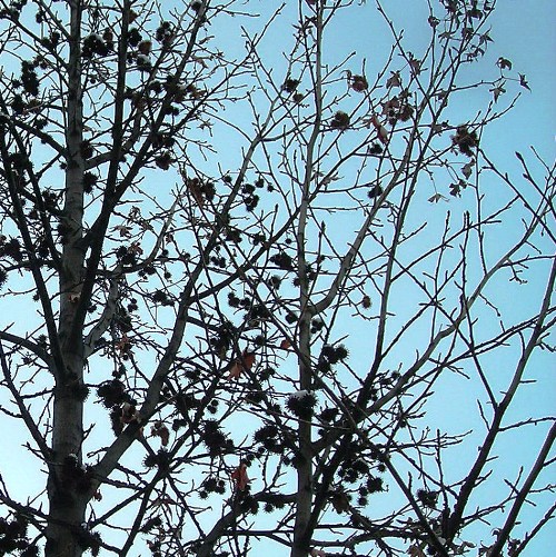Prickly Sky