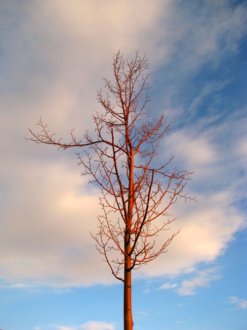 Sunset Tree