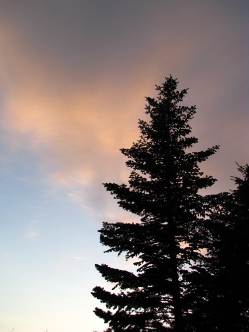 Pine Tree Sunset