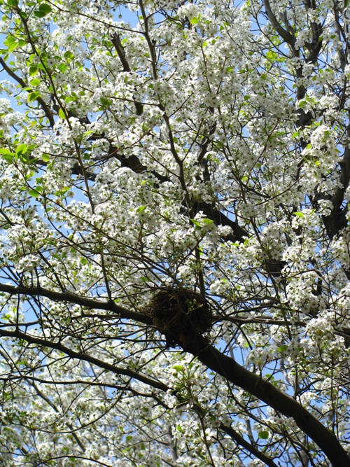 April Nest
