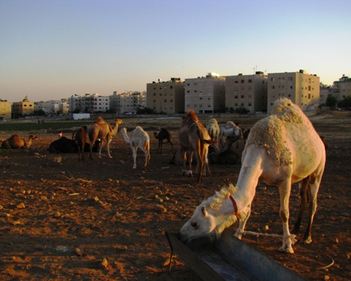 Camels in the City