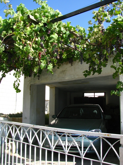 Grapes above the Garage