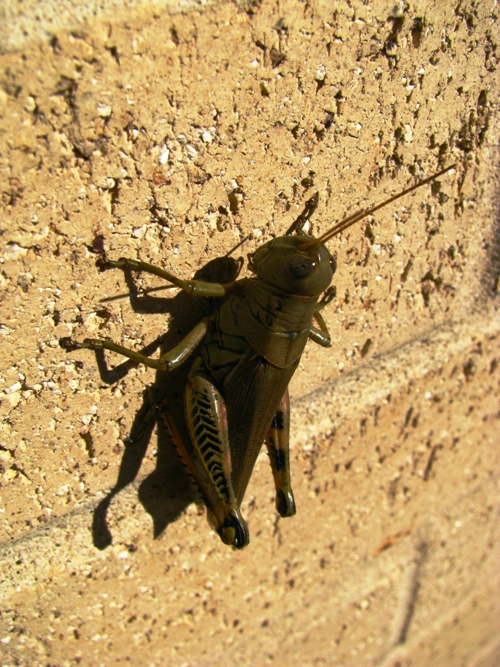 Grasshopper: Canon Canon PowerShot SX100 IS 1/1250 sec f 4.5 Flash: Not Fired 100 Grasshopper