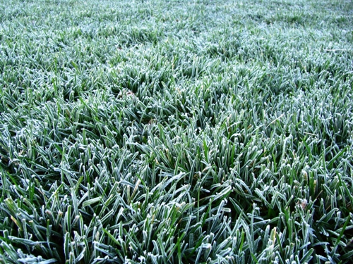 Frost