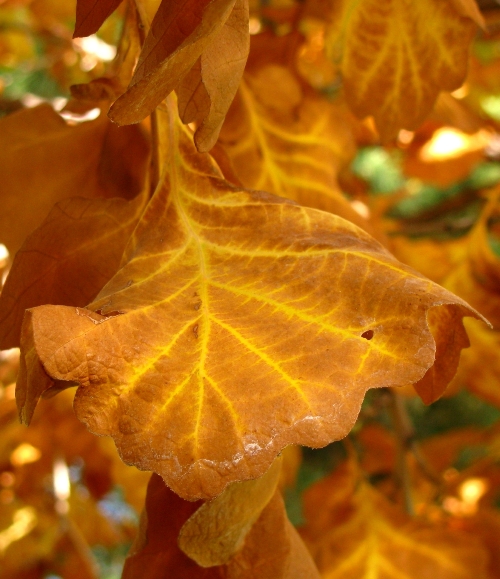 Brown and yellow