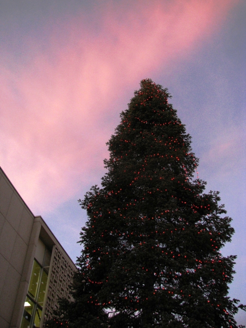 Christmas tree sunset: Canon Canon PowerShot SX100 IS 1/60 sec f 3.2 Flash: Not Fired 200 Christmas tree sunset