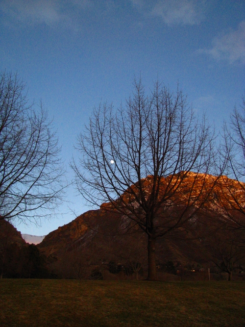 Moon and trees