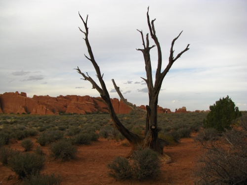 Prong Tree