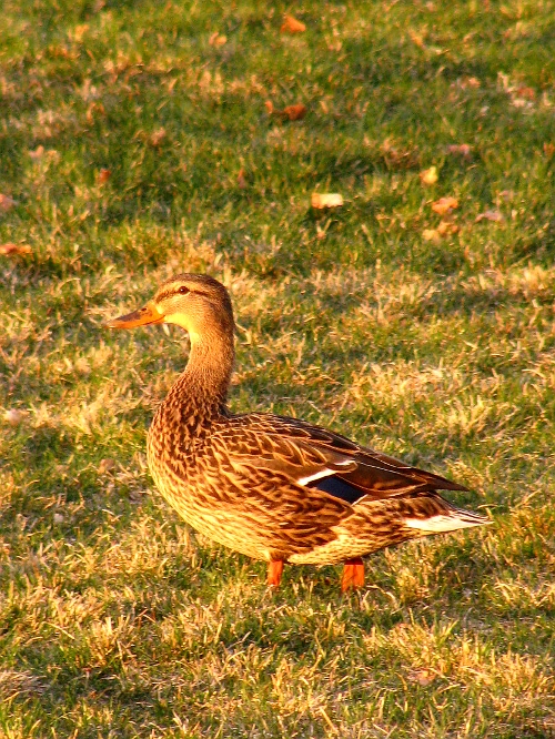 The Majestic Duck