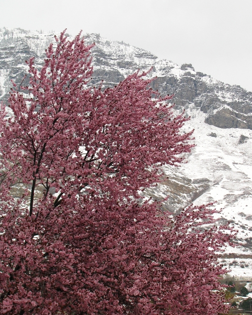 Snowy April