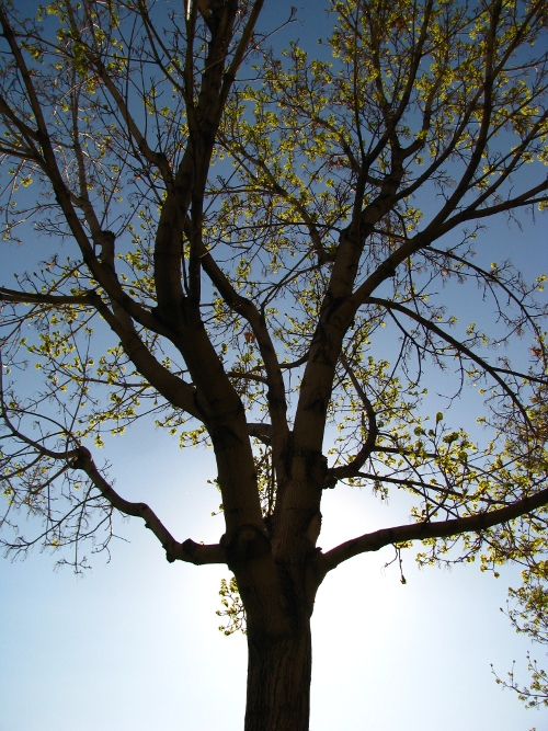 Backlit Tree