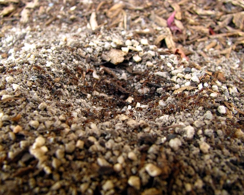 Ants!