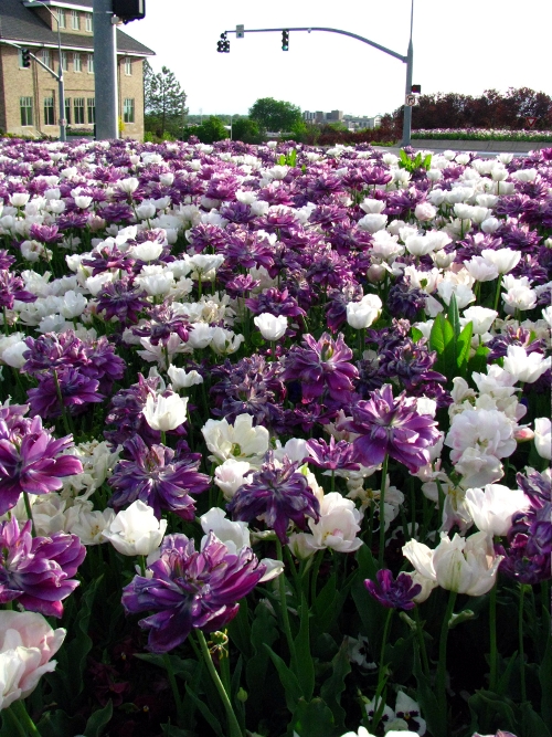 Flower explosion