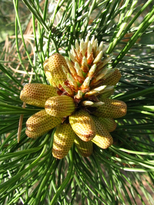 Pine cone gestation