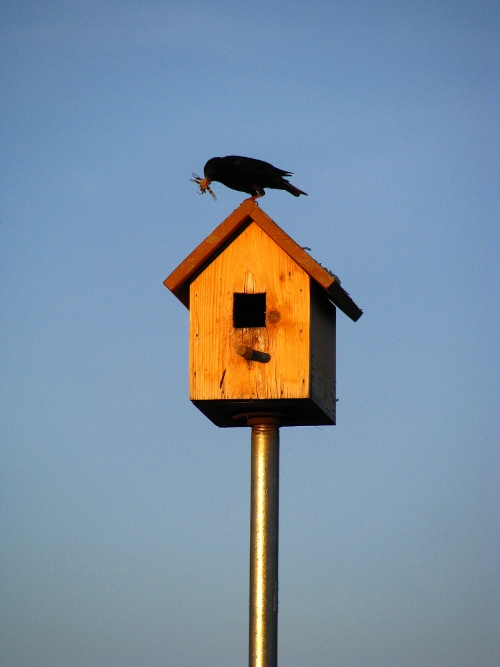 Supper at the birdhouse