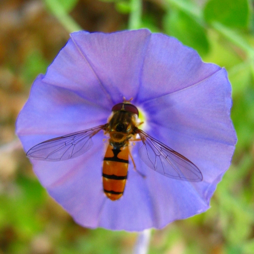 Bee and flower