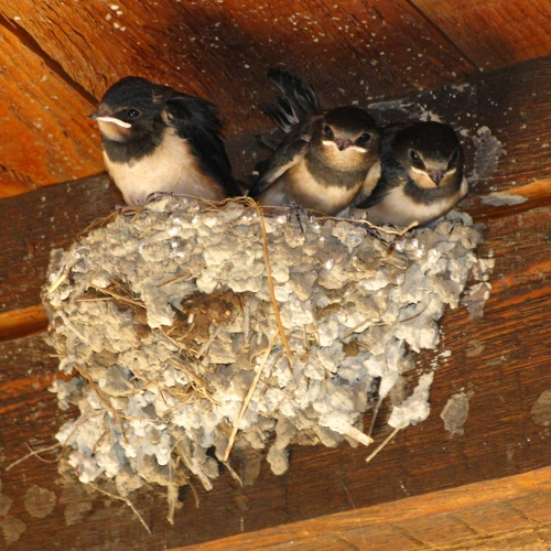 Swallows