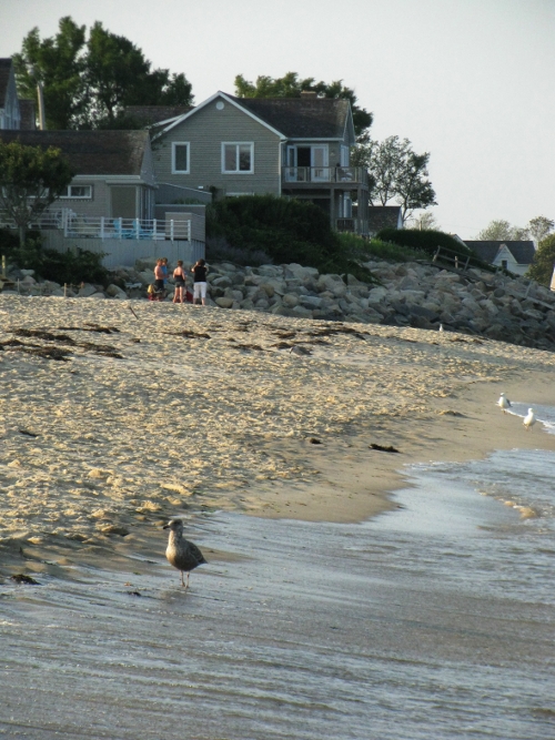 Beach bird