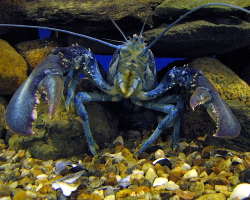 Lobster