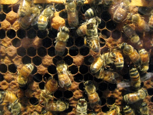 Bees