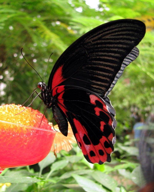 Black wings