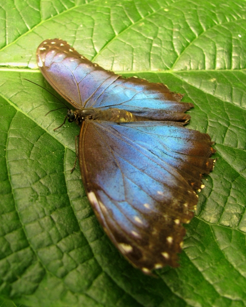 Blue wings