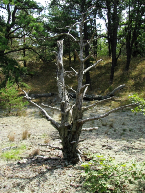 Sand starved tree