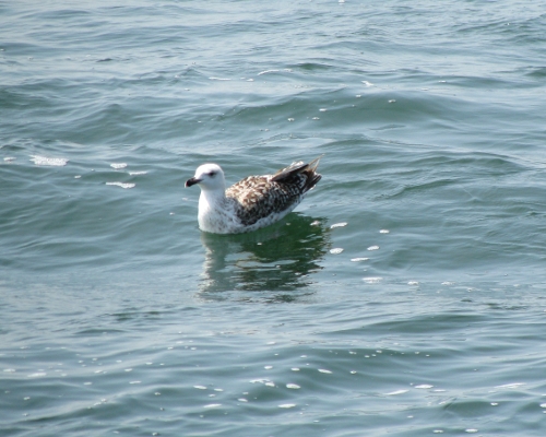 seagull