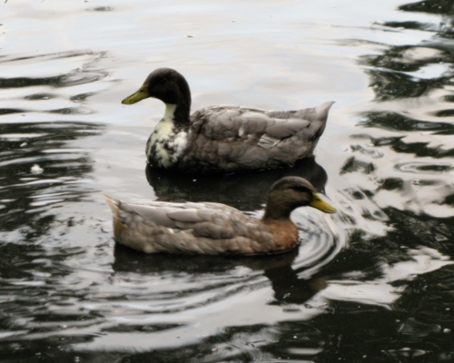 Ducks