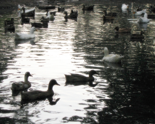 Ducks and darkness