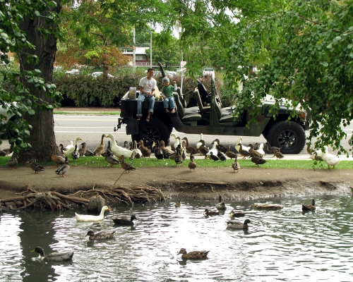 Feed the birds
