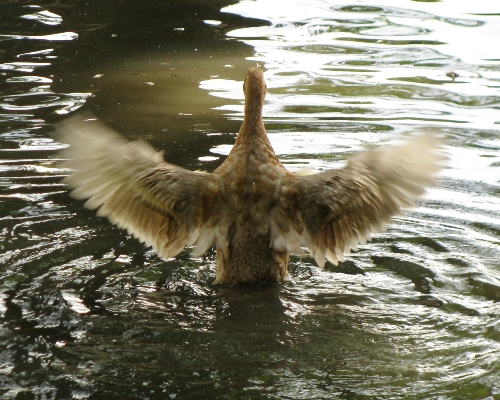 Duck doggy shake