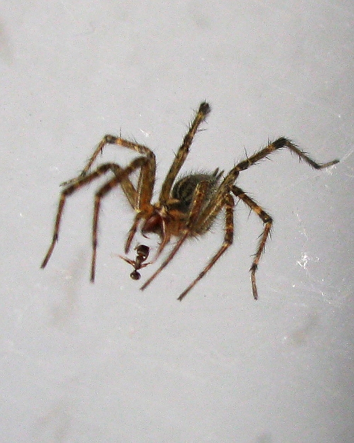 Spider