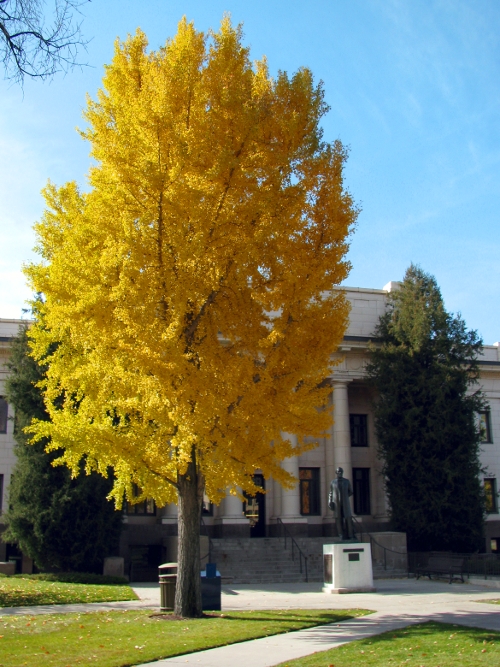 Maeser leaves