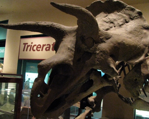 Triceratops