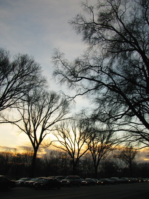 Trees in twilight