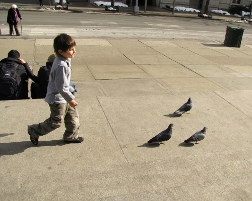 Chasing Pigeons