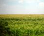 Eternal Cornfields