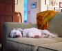 Afternoon Nap