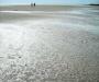 Clam Prints