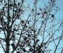 Prickly Sky