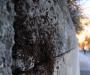 Ant Infestation