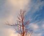 Sunset Tree