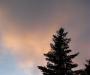 Pine Tree Sunset
