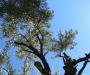 Gethsemane Olive