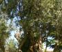 Jerusalem Center olive