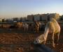 Camels in the City